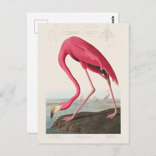 Pink Flamingo by John Audubon ポストカード (正面/裏面)