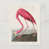 Pink Flamingo by John Audubon ポストカード (正面)