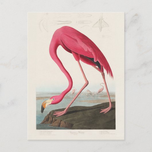 Pink Flamingo by John Audubon ポストカード (正面)