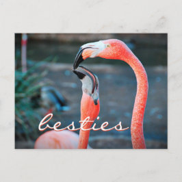 Pink Flamingo Friendsフォトベスティーズのスクリプスタイリッシュト ポストカード