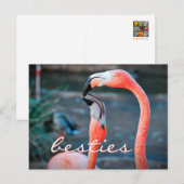Pink Flamingo Friendsフォトベスティーズのスクリプスタイリッシュト ポストカード (正面/裏面)