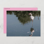 pink flamingo in the water ポストカード (正面/裏面)