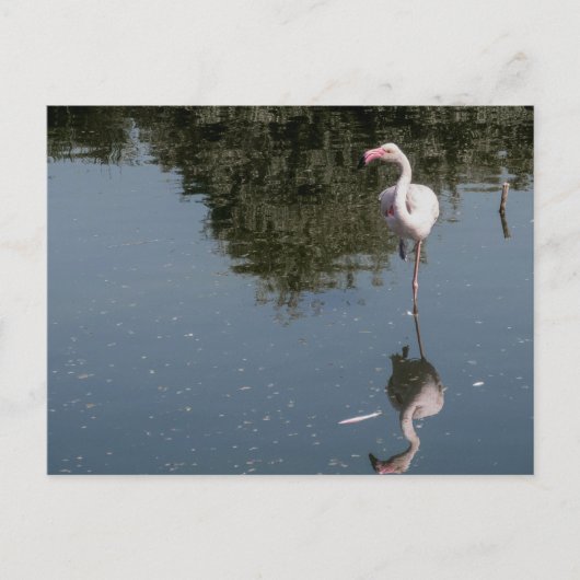 pink flamingo in the water ポストカード (正面)