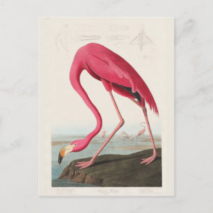 Pink Flamingo、J.J.によるアメリカの鳥オードゥボン ポストカード