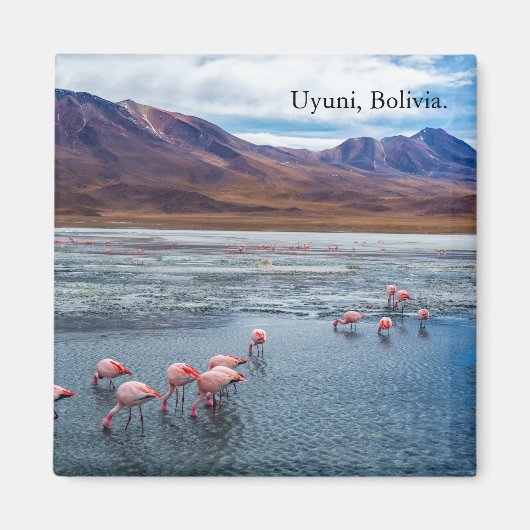 Pink Flamingoes in Bolivia マグネット (正面)