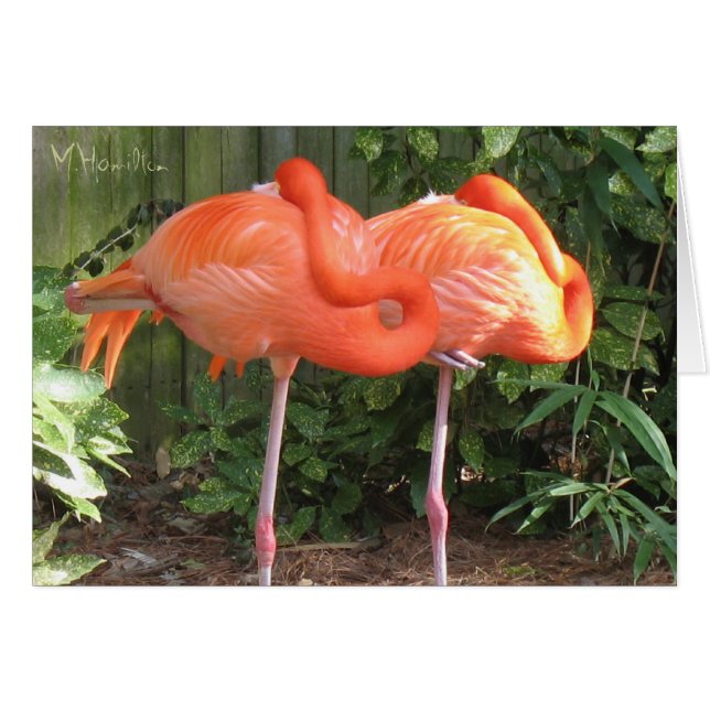 Pink Flamingosノートカード (正面横)