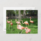 Pink Flamingos ポストカード (正面/裏面)