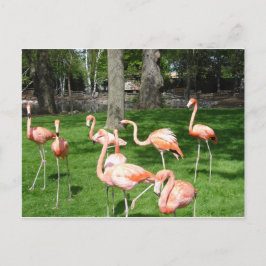 Pink Flamingos ポストカード