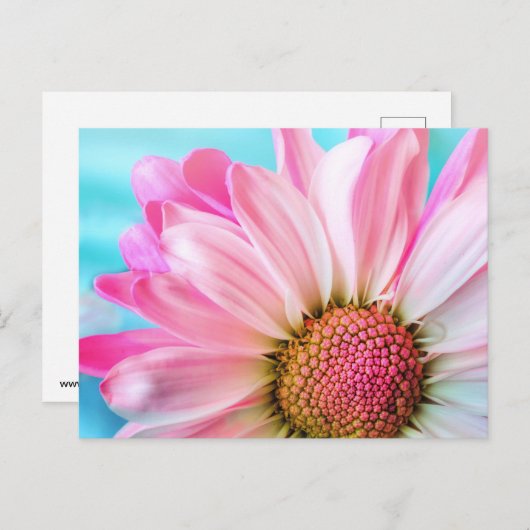 Pink flower ポストカード (正面/裏面)
