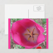 Pink flower at the Garden ポストカード (正面/裏面)