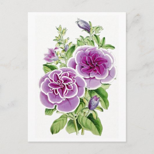 Pink Flowers Vintage Botanical Postcard ポストカード (正面)