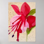 Pink Fuchsia pop art watercolour flower ポスター<br><div class="desc">From an original watercolour painting of a bright pink fuchsia flower in vivid pop art style against a grainy background. This design is arty and bright and would bring a pop of pop art colour to any room or environment</div>