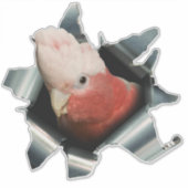 Pink Galah Parrot Sticker – Australian Bird Decal シール (正面)