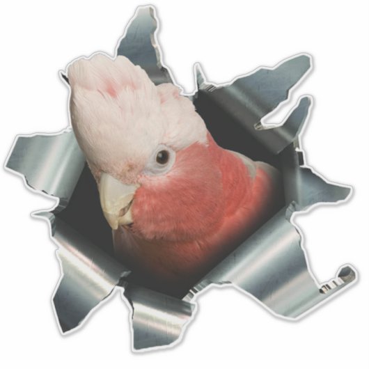Pink Galah Parrot Sticker – Australian Bird Decal シール (正面)