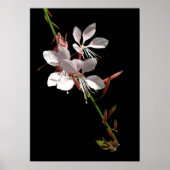 Pink Gaura Flower Poster ポスター (正面)