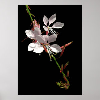 Pink Gaura Flower Poster ポスター