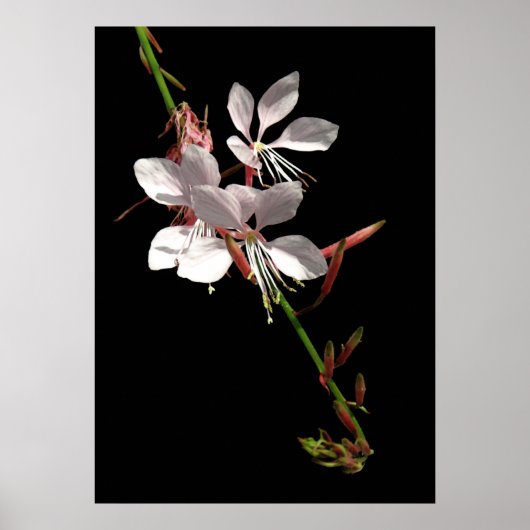 Pink Gaura Flower Poster ポスター (正面)