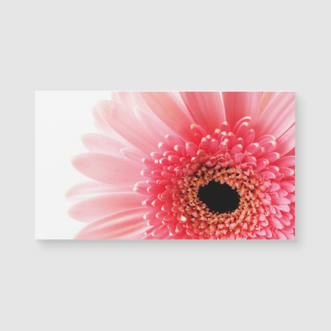 Pink Gerbera Daisy  (正面)