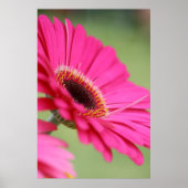 Pink Gerbera Daisy Poster Print ポスター (正面)
