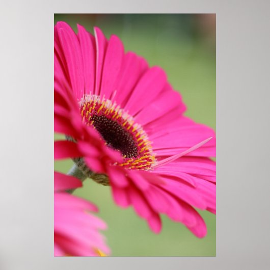 Pink Gerbera Daisy Poster Print ポスター (正面)