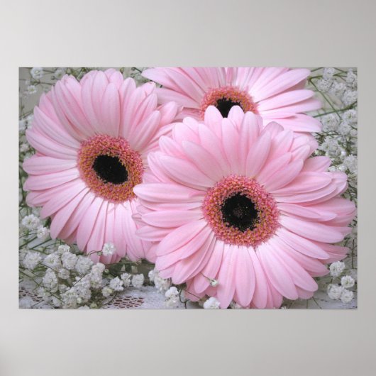 Pink Gerberas Print ポスター (正面)