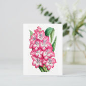 Pink Gladiolus Vintage Botanical Postcard ポストカード (スタンド正面)