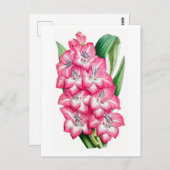 Pink Gladiolus Vintage Botanical Postcard ポストカード (正面/裏面)