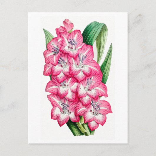 Pink Gladiolus Vintage Botanical Postcard ポストカード (正面)