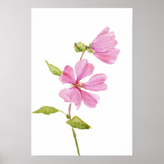 pink hibiscus moscheutos, swamp rose mallow ポスター