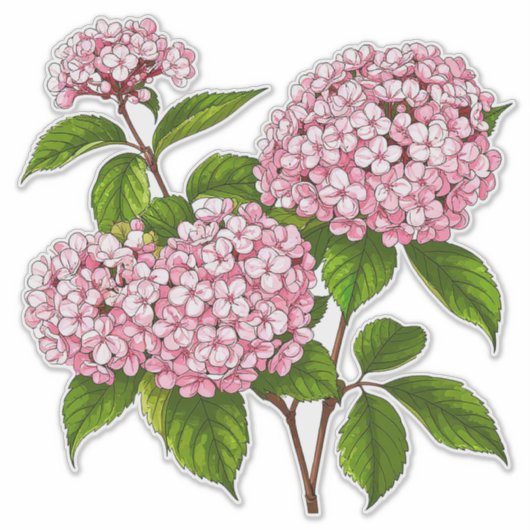 Pink Hydrangea Flowers in Full Bloom シール (正面)
