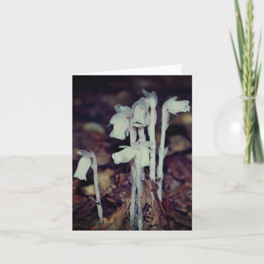 Pink Indian Pipe Wildflowers Nature Note カード (正面)
