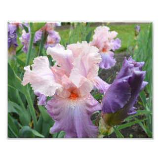 Pink Iris 10"x8"フォトプリント フォトプリント