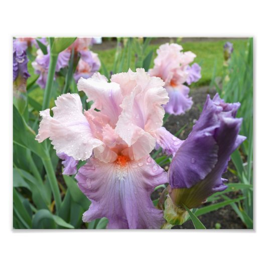 Pink Iris 10"x8"フォトプリント フォトプリント (正面)
