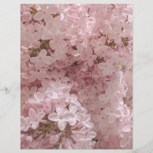 Pink lilac bloom close-up scrapbook paper (正面)