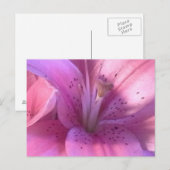 Pink Lilyマクロ写真はがき ポストカード (正面/裏面)