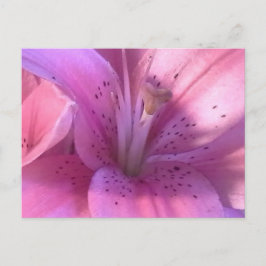 Pink Lilyマクロ写真はがき ポストカード