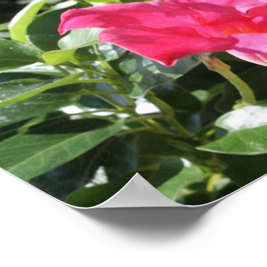 Pink Mandevilla ポスター (角)