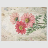 Pink Painted Daisy Pyrethrum Botanical Floral  薄葉紙 (正面)