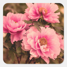 Pink  Peony Flower