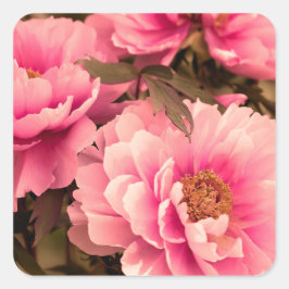 Pink  Peony Flower スクエアシール