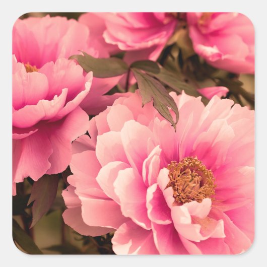 Pink  Peony Flower スクエアシール (正面)