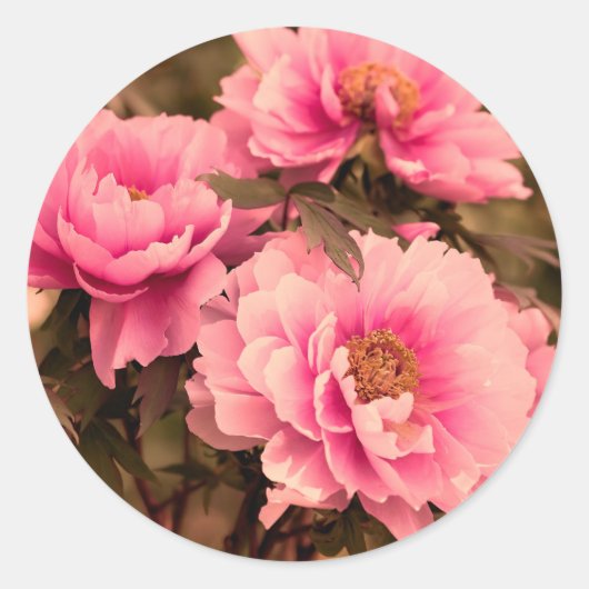 Pink  Peony Flower ラウンドシール (正面)