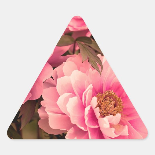 Pink  Peony Flower 三角形シール (正面)