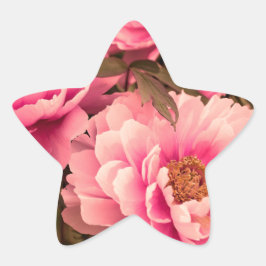 Pink  Peony Flower 星シール