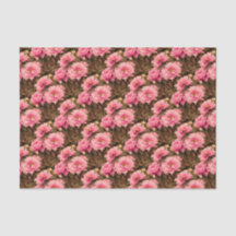 Pink  Peony Flower