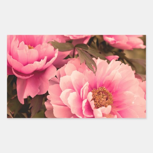 Pink  Peony Flower 長方形シール (正面)