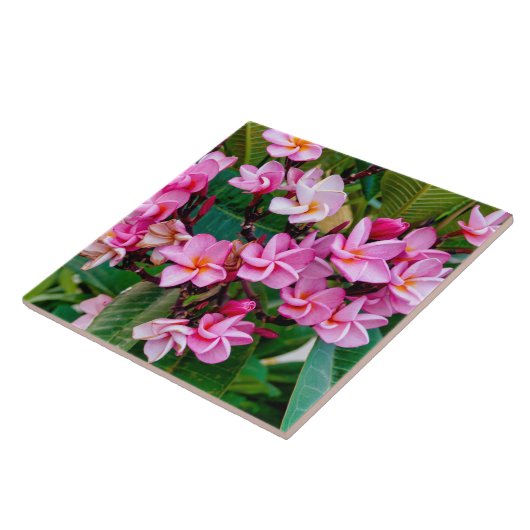 Pink Plumeria タイル (側面)