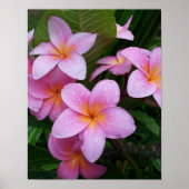 Pink Plumeria Flower ポスター (正面)