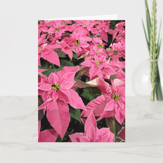 Pink Poinsietta Christmas Card シーズンカード (正面)