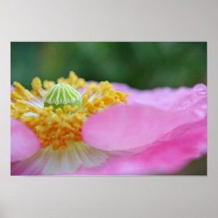 Pink Poppy Close Up Photographic Art Print ポスター